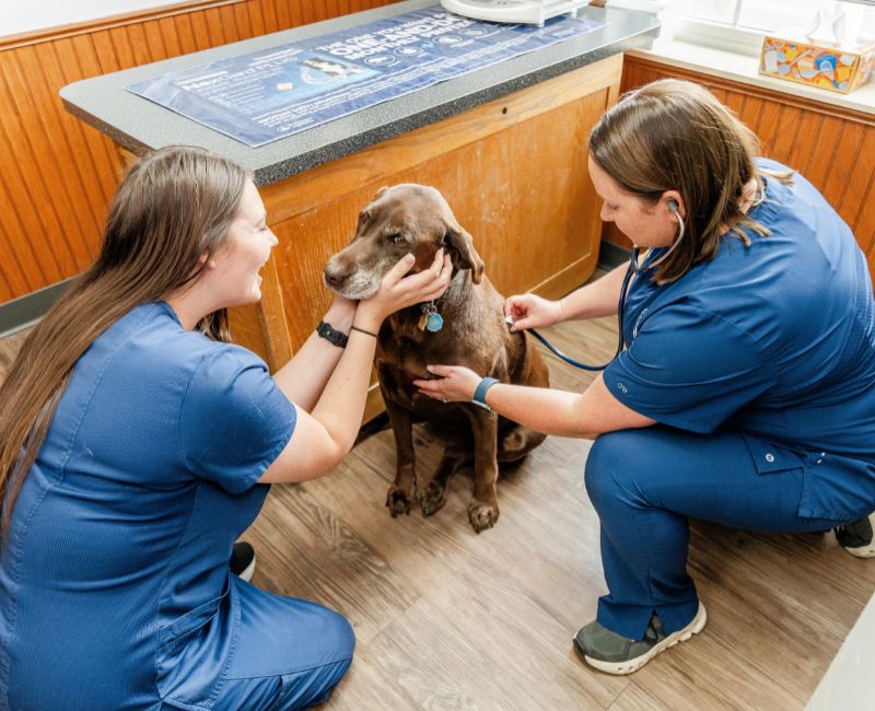 Dog Vax